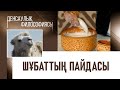 Шұбаттың пайдасы. «Денсаулық философиясы»