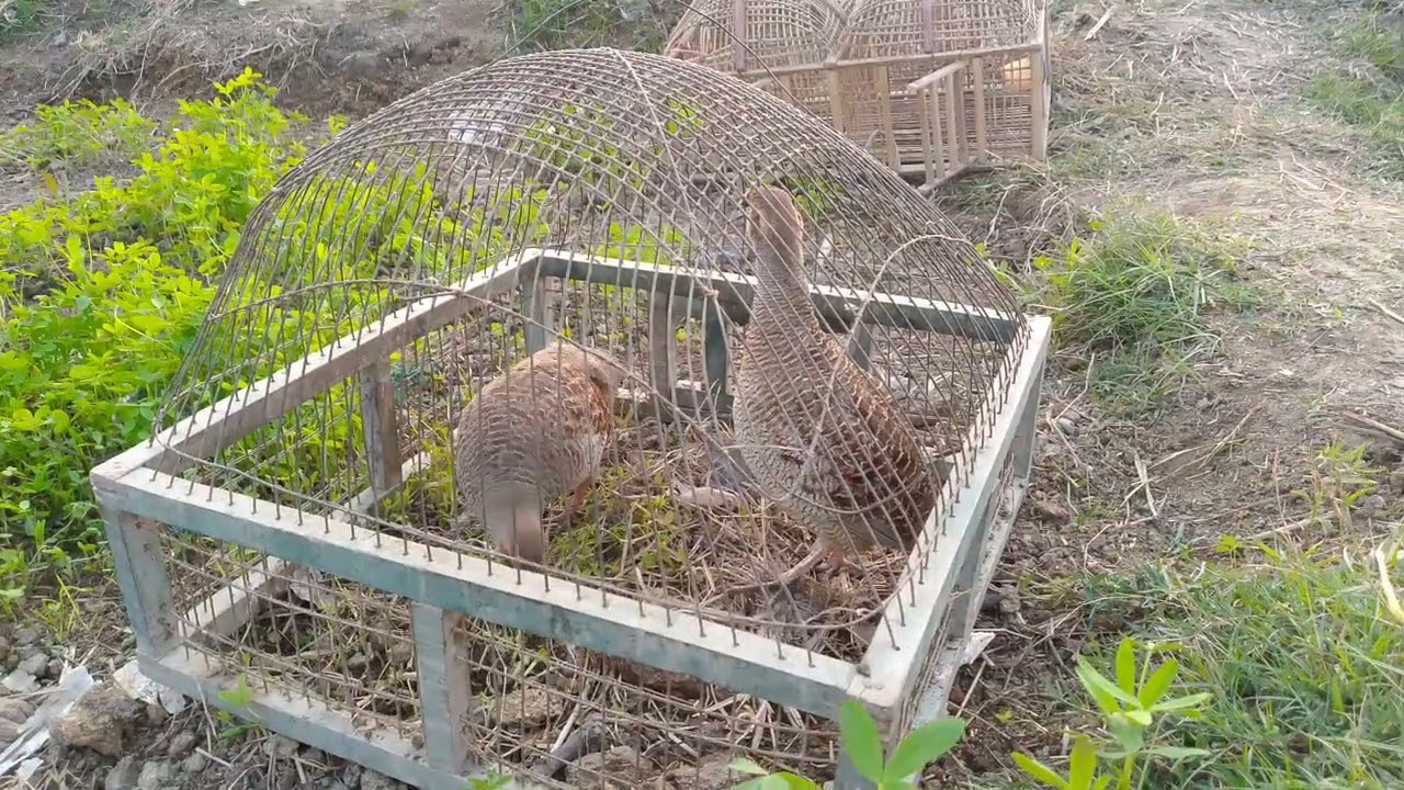 Dakhne teetar unke sath Shyam ke bare mein #dakhni #teetar #vairalvideo #trending #viral 