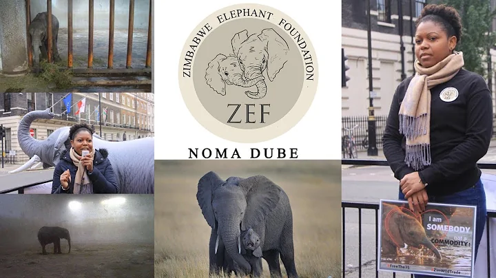 Food For Thought Live: Noma Dube, Zimbabwe Elephan...