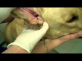 How To Clean A Dog's Ears - In Detail