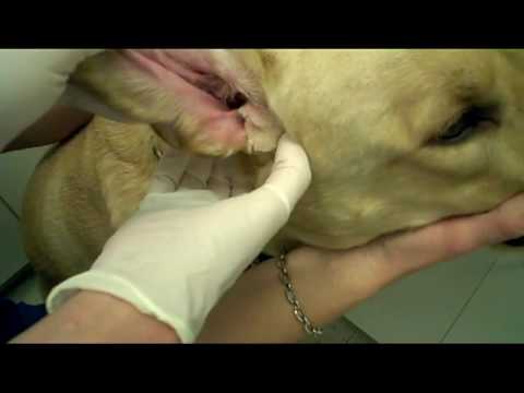 How To Clean A Dog&rsquo;s Ears - In Detail