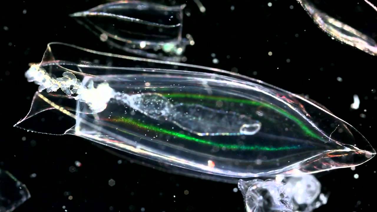 Plankton Gelatinous Zooplankton YouTube