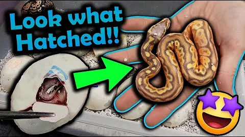 Baby Ball Pythons Hatching!! (We got a Surprise!)