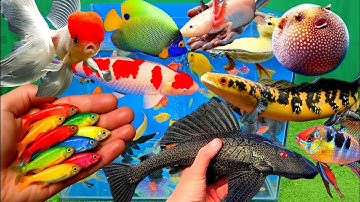 Video tổng hợp cá cảnh đẹp, vịt, vịt con, cá koi, cá trê, cá betta, cá chép koi, cá nóc