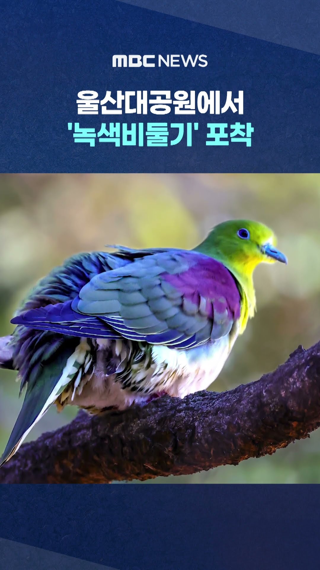 '녹색비둘기' 포착 #Shorts (MBC뉴스)
