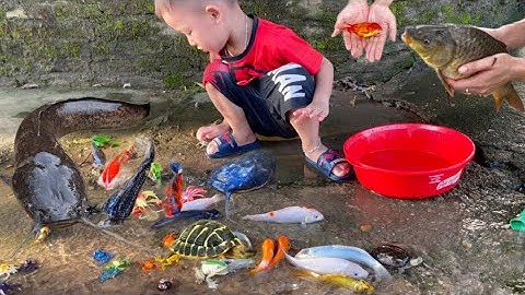 Chip pi bắt con cá vàng ở mương , con cá koi , con cua , con ếch nhiều màu, cá chép , cá trắm , rùa