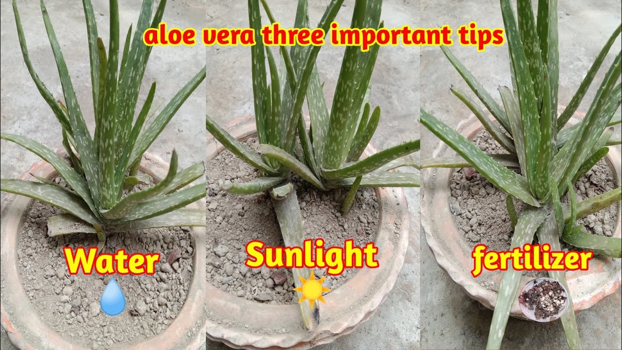 aloe vera plant three important care tips / Aloe Vera podhe ki dekhbhal