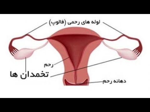 تصویری: چگونه بسته حمل شده را پیدا کنیم