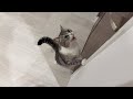 おねだりが通るまで絶対諦めずにニャーニャー泣き続けるわがまま猫が可愛すぎましたwww