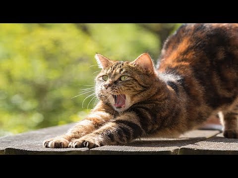 Video: Toygers: Los gatos tigre domésticos son una raza exótica única de mascotas