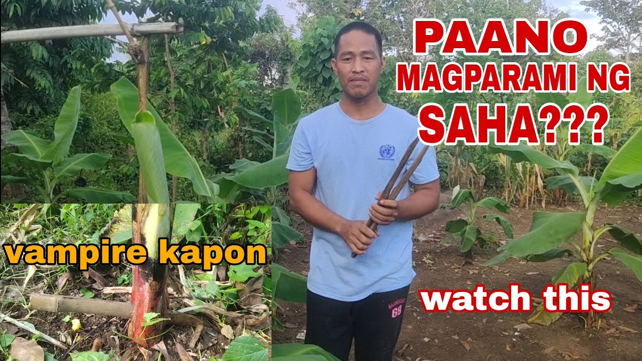 vampire-kapon-how-to-increase-banana-followers-using-bamboo-tagalog