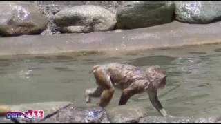 Underwater Dive Funny Monkey Funny Animal 2016