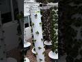 Cultiva con poco espacio, manual sen mi perfil #jardin #huertaurbana #plantas #huertas #garden