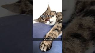 The Last One😂 #funny #adorably #myanimal #animals #adoreble #mydog #cute #mypet #cat
