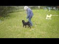 Norwegian Buhund Eloisedoing heelwork with her handler Jaqueline Cobb の動画、YouTube動画。