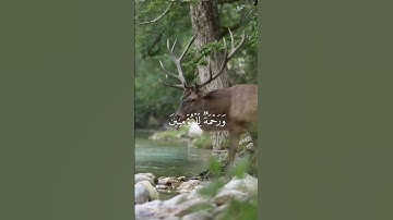 (وَنُنَزِّلُ مِنَ الْقُرْآنِ مَا هُو...) سورة الإسراء #فارس_عباد