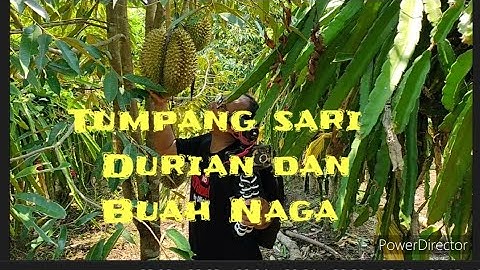 #Vlog28 || Tumpang sari Durian dan Buah naga,Berapa ukuran nya.