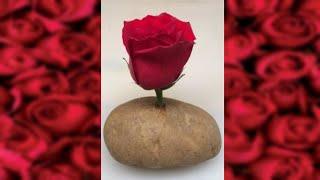 How to Grow Roses From Cuttings (EASY)
