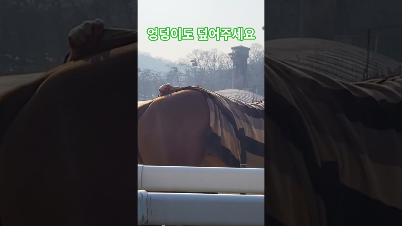 #경주마 옷 매무새#경마 #말 # 달려라말 #shrots #horse