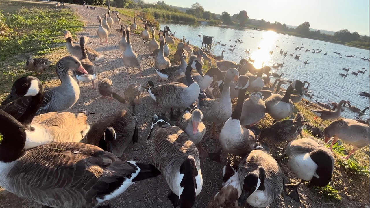 Hungry Ducks and Geese! Beautiful Relaxing Natural Views 4K