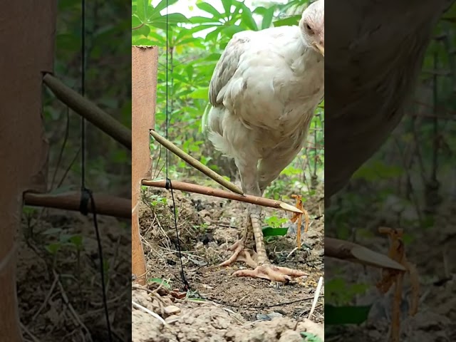 chicken trap #chicken #birds  #birdtrap class=