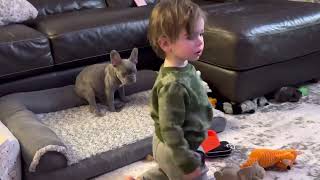 Luca 21 months old laying with his Frenchie puppies by Asha Max 13 views 2 years ago 1 minute, 43 seconds