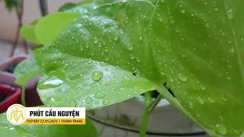 Phút Cầu Nguyện, Thứ Bảy 22/05/2021: Ngời Sáng Một Niềm Tin