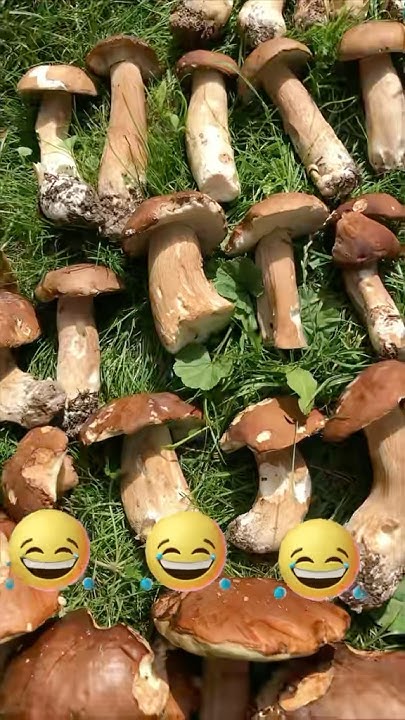 Був на грибах 😂 #жарти #приколи #життя #позитив #анекдот #гриби # ...