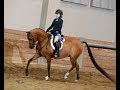 Verrsailles -- 2012 Arabian Hunter Pleasure Gelding For Sale