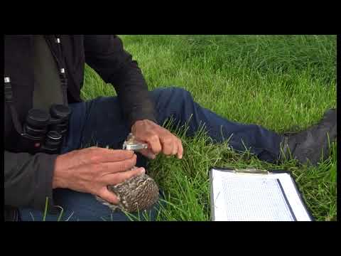 Steenuilen ringen Vogelwerkgroep Midden-Delfland mei 2018