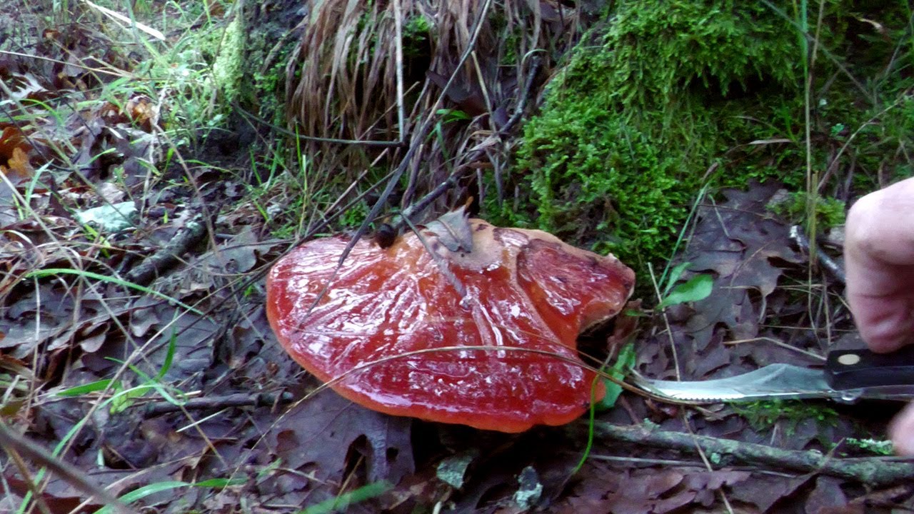 Μανιταροκυνήγι στις βελανιδιές - Mushroom hunting in oak forest