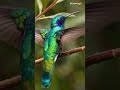 This Blue &amp; Green Bird Looks Unreal 😍🕊️ #shorts