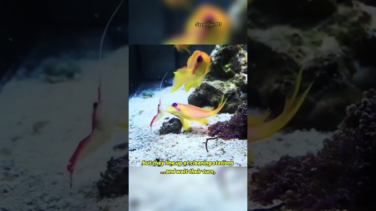 Underwater Dentist | Cleaner Shrimp 