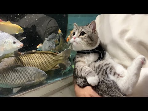 生まれて初めて水族館に来た猫の反応がまじでかわいすぎました…笑
