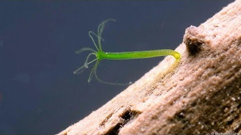 Thủy tức xuất hiện trong bể thủy sinh - Lợi hay hại ?