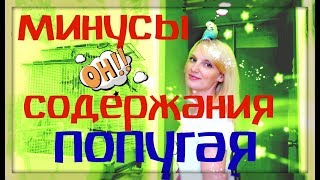 Минусы содержания волнистого попугая Минусы содержания волнистого попугая