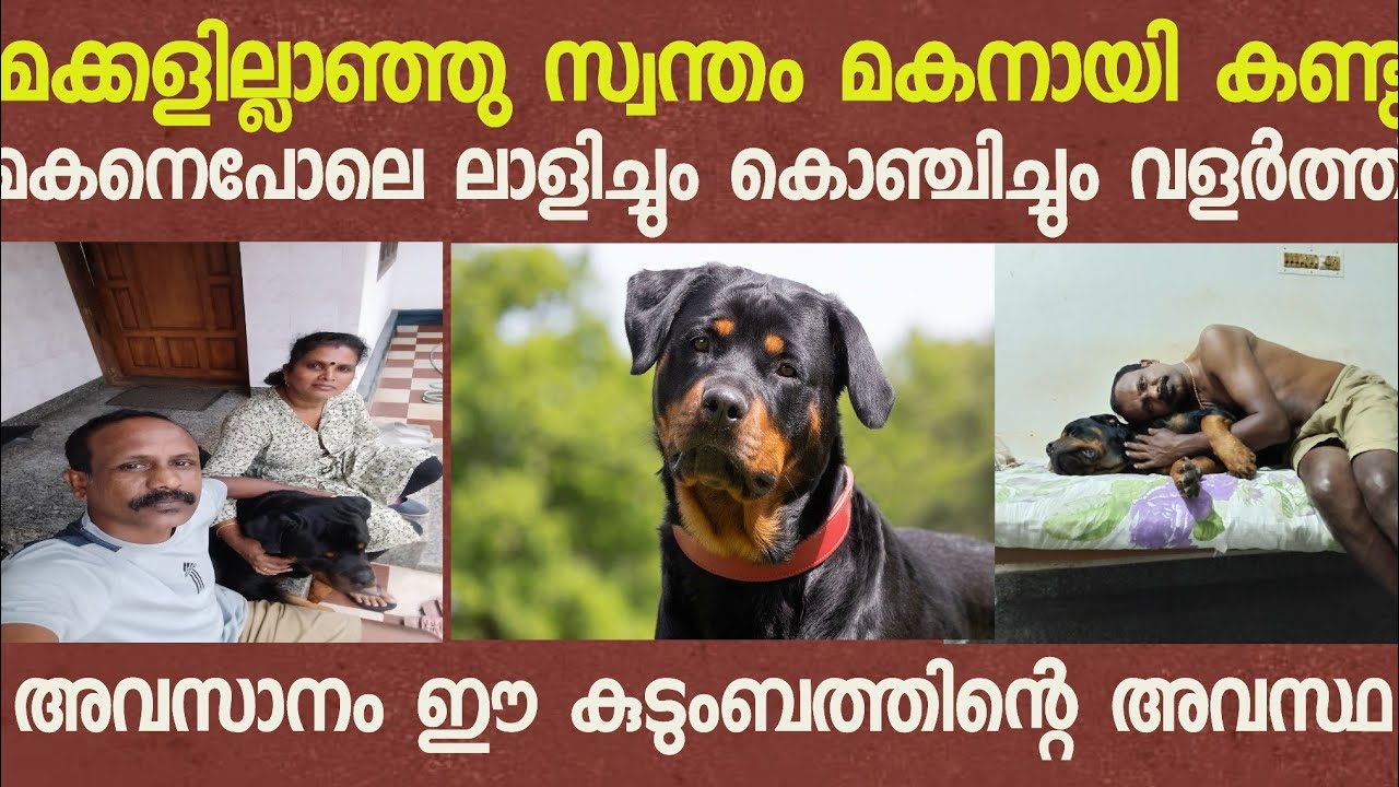 സ്വന്തം മകനായി കണ്ട റോട്ട് വീലർ ആ കുടുംബത്തോട് ചെയ്തത് കണ്ടോ..!!