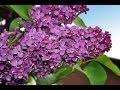 Рома Бахле и Рада Рай: Цветет сирень у дома нашего/The lilac blossom at our house... /HD