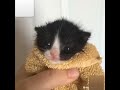 Gato Cantando Meme Gato Gatomenota Humor Xd Gato Cantando Meme Gato Gatomenota Humor Xd