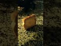 falling bread