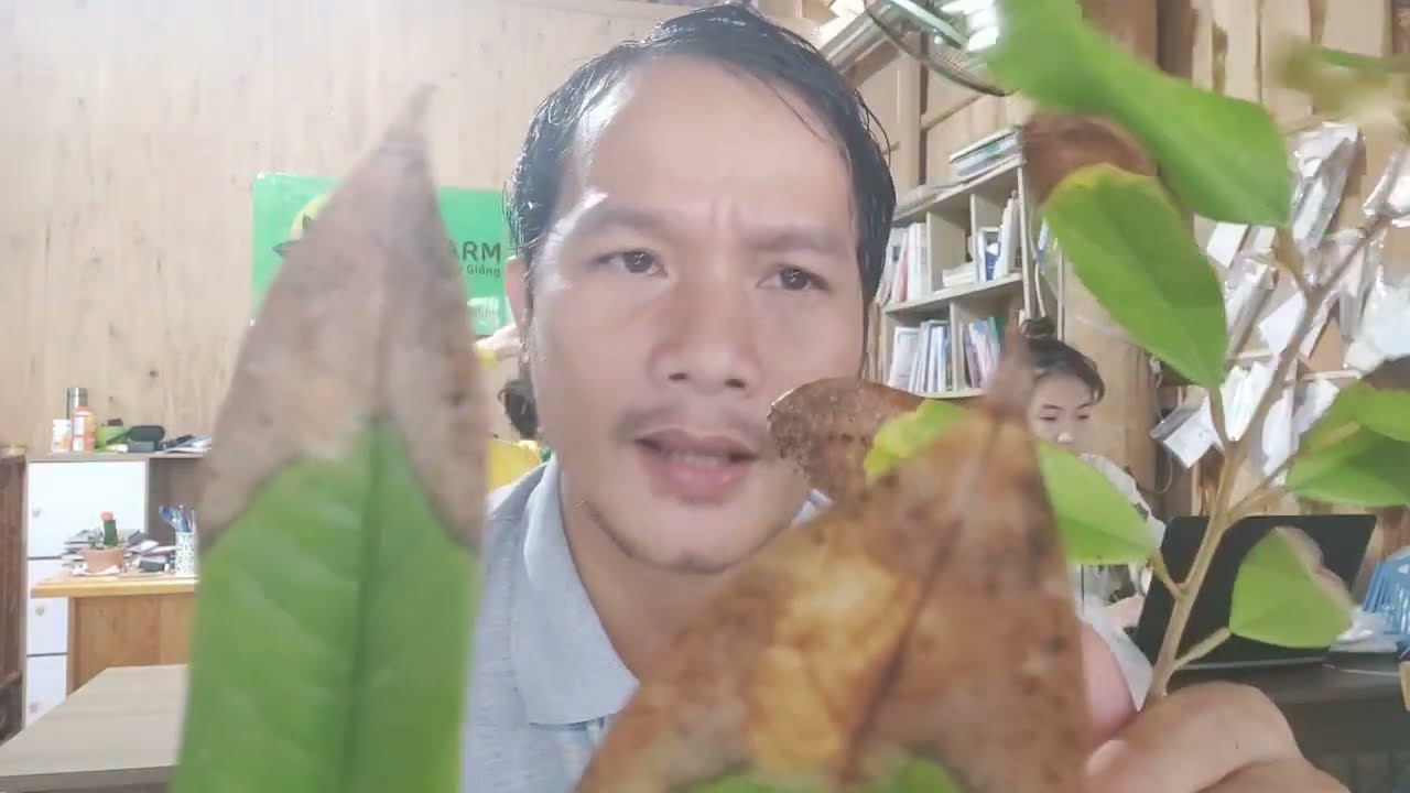 Bệnh cháy lá sầu riêng. Nguyên nhân và cách phòng trị