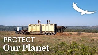 Protect Our Planet | Conservation Collaborations | Tembe Elephants Return to andBeyond Phinda