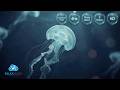 Sleep Hypnosis | 4Hz Isochronic Tones | Theta Wave | Deep Sleep Lucid Dream Music