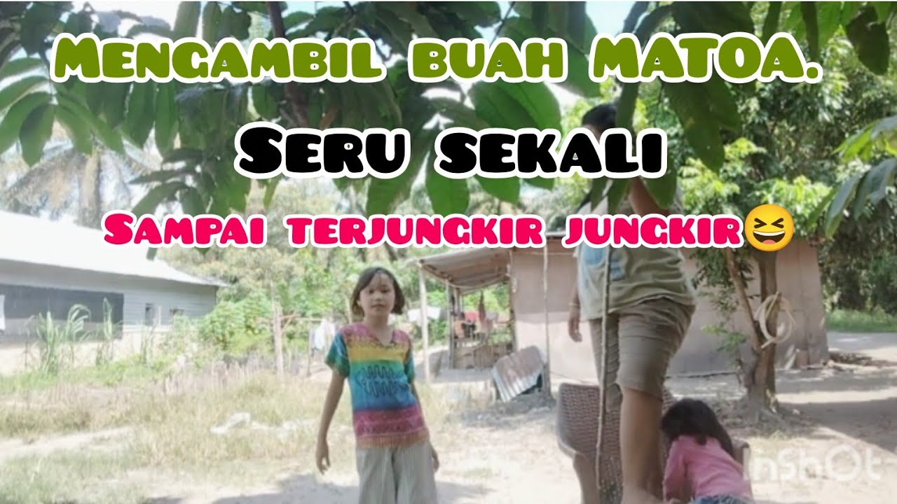 MENGAMBIL BUAH  MATOA ‼️SAMPAI JUNGKIR BALIK 😆