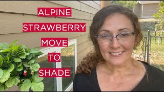 Maybe a SEED GIVEAWAY!! And Transfer of My Alpine Strawberries to Shade. by The New Lighter Life 278 views 2 years ago 19 minutes
