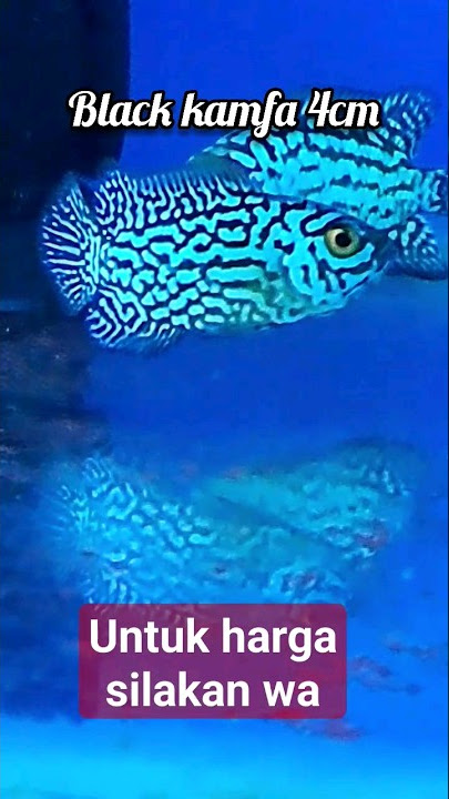 burayak louhan kamfa f2 ori thailand #louhankamfa #flowerhorn #burayaklouhan #juallouhan #kamfa