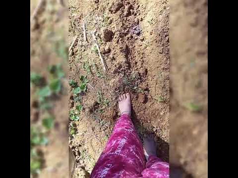 Corn planting (hindi bale mahirap tayu,importante wala tayu tinatapakan