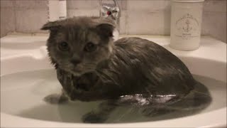 FIRST time washing a CAT... We are SHOCKED!