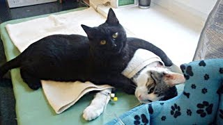 Sweet Nurse Cat Helps Other Animals Get Better, Even Dogs! by NΞXTA 2,777 views 5 years ago 2 minutes, 8 seconds