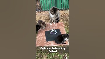 cats vs cool open source triangle robot 😎 #shorts